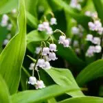 lily of the valley